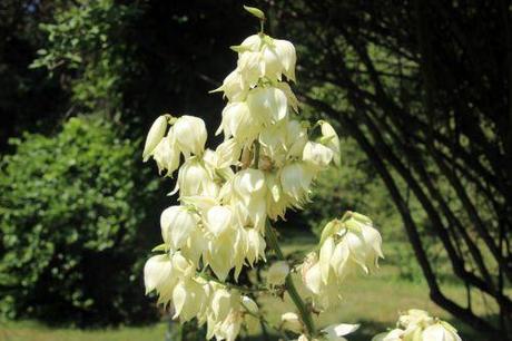 3 yucca aloifolia barres 27 juillet 2013 027.jpg