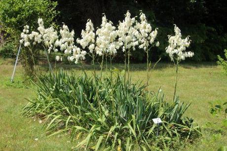 yucca flaccida 1 barres 27 juillet 2013 034.jpg