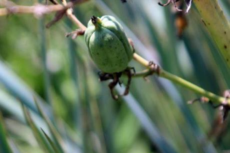 c barres 27 juillet 2013 056.jpg