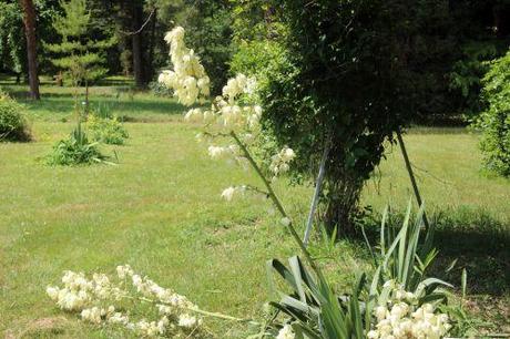 2 yucca aloifolia barres 27 juillet 2013 026.jpg