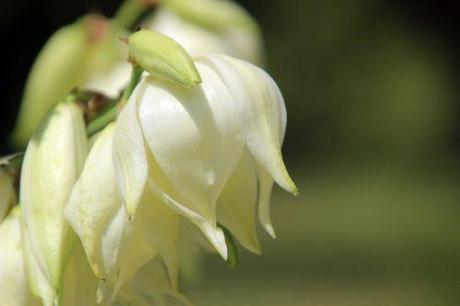 4 yucca aloifolia barres 27 juillet 2013 030.jpg