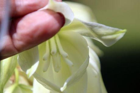 5 yucca aloifolia barres 27 juillet 2013 032.jpg