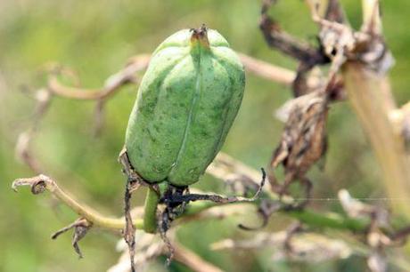 d barres 27 juillet 2013 055.jpg