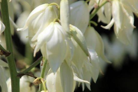 yucca flaccida 6 barres 27 juillet 2013 037.jpg