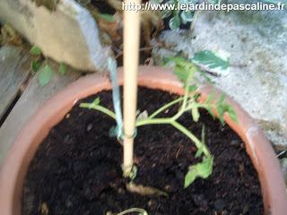 L'histoire de la tomate en pot