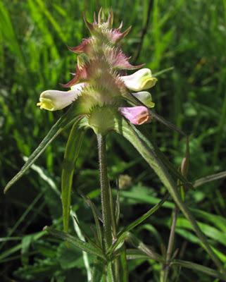 Melampyrum cristatum (Mélampyre à crêtes)