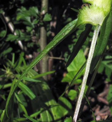 Melampyrum cristatum (Mélampyre à crêtes)