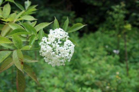 nigra aurea 4 romi 3 juillet 021.jpg