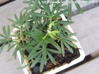 Bouture oranger du Mexique réussie !