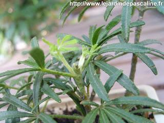 Bouture oranger du Mexique réussie !