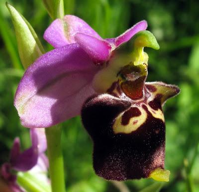 Variation sur Ophrys fuciflora