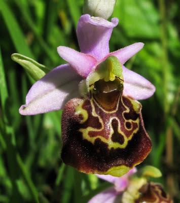 Variation sur Ophrys fuciflora