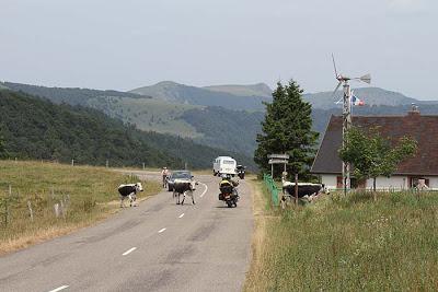 Les Vosges, des montagnes à vaches ?