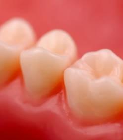 des-chercheurs-ont-cree-une-dent-humaine-en-utilisant-des-cellules-prelevees-dans-de-l-urine_61473_w250.jpg