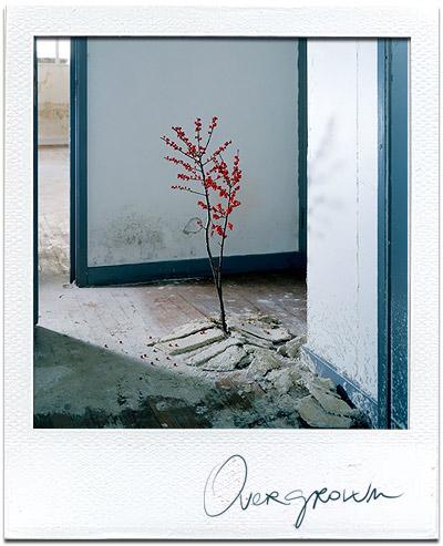Overgrown by Chrissie Macdonald