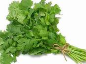 Comme goût coriandre…