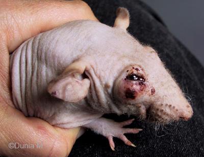 Abcès à la paupière inférieure d'un rat de 12 mois