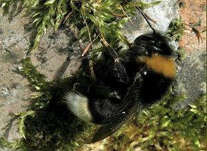 Le Bourdon-coucou, Bombus (Psythirus) vestalis