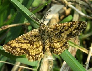 La Phalène picotée, Ematurga atomaria
