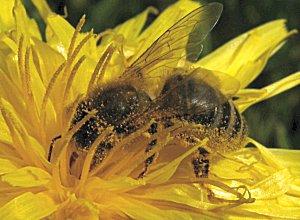 L'Abeille, Apis mellifera