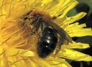 L'Abeille, Apis mellifera