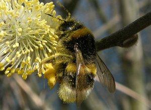 Les bourdons Bombus terrestris et Bombus lucorum