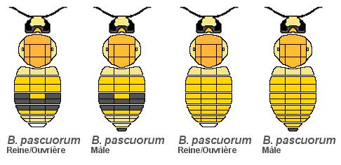 Le Bourdon des champs, Bombus pascuorum