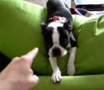 vidéo otto chien betise boston terrier coussin duvet