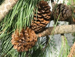 Ampus entouré de pins – A7