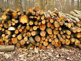 Ampus entouré de pins – A7