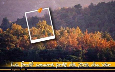 Ampus entouré de pins – A7