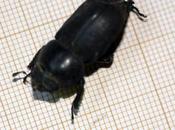 Coléoptère noir