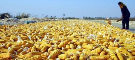 OGM, l’irrationnel