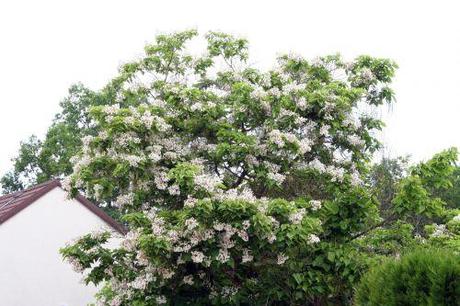 1 catalpa  17 juin 007.jpg