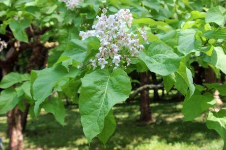 catalpa bignonioides barres 27 juillet 2013 113 (2).jpg