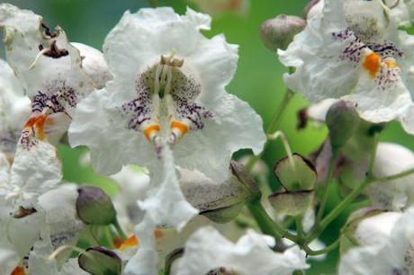 catalpa bignonioides barres 27 juillet 2013 113 (5).jpg