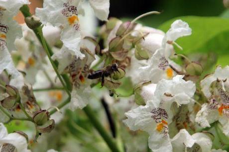 catalpa bignonioides barres 27 juillet 2013 113 (4).jpg