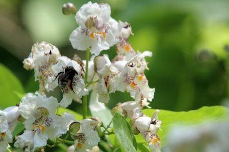 catalpa bignonioides barres 27 juillet 2013 113 (8).jpg