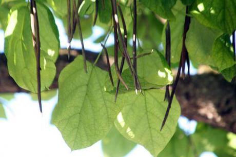 d catalpa paris 10 juin 035.jpg