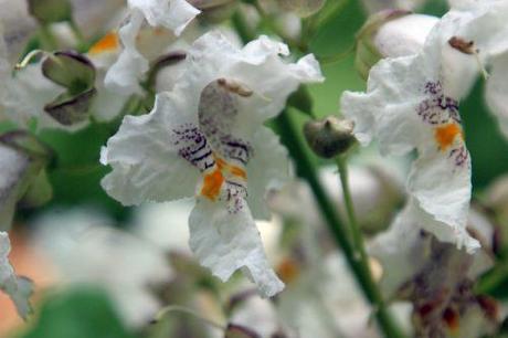 catalpa bignonioides barres 27 juillet 2013 113 (6).jpg