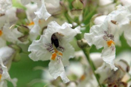 catalpa bignonioides barres 27 juillet 2013 113 (3).jpg