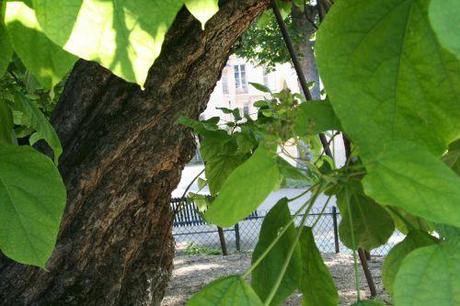 e catalpa paris 10 juin 040.jpg