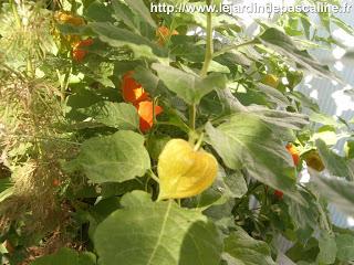 Physalis, coqueret du Pérou en fleur