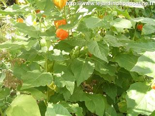 Physalis, coqueret du Pérou en fleur