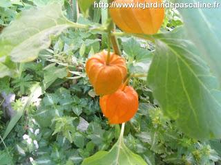 Physalis, coqueret du Pérou en fleur