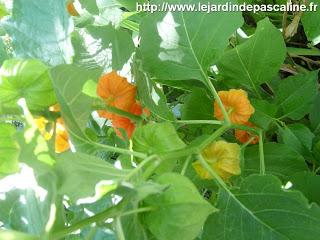 Physalis, coqueret du Pérou en fleur