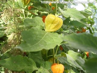 Physalis, coqueret du Pérou en fleur