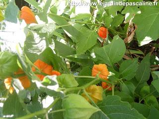 Physalis, coqueret du Pérou en fleur