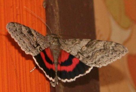 catocala nupta près 11 juillet 020.jpg