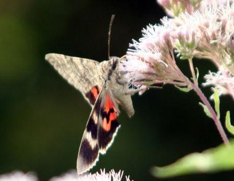 catocala romi 4 sept  2010 023.jpg